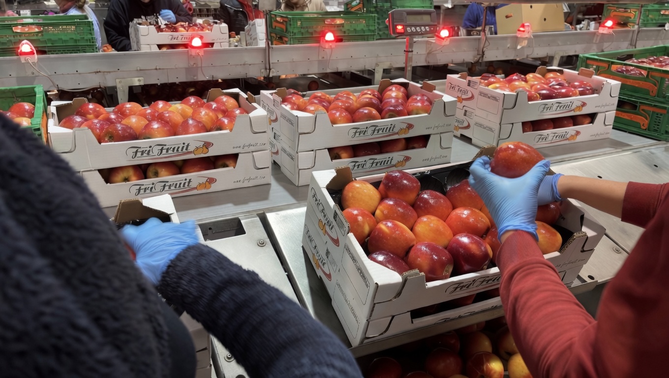Apples packed into Frifruit boxes on the quality line